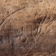 Image for article titled The oldest art in the Americas depicts a 13,000 year old mammoth
